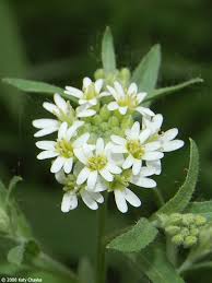 Attēlu rezultāti vaicājumam “Berteroa incana fruit”