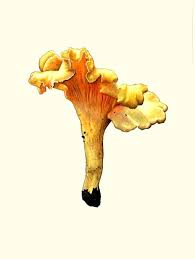 Attēlu rezultāti vaicājumam “Cantharellus cibarius”