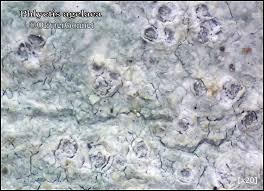 Attēlu rezultāti vaicājumam “Phlyctis agelaea”