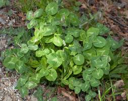 Attēlu rezultāti vaicājumam “Trifolium pratense leaf”