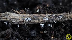 Attēlu rezultāti vaicājumam “Physarum compressum”