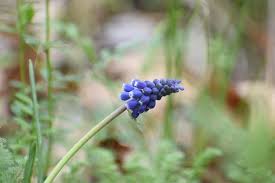 Attēlu rezultāti vaicājumam “Muscari neglectum flower”