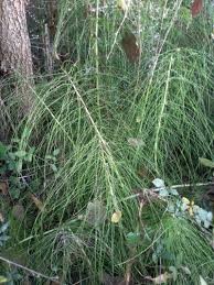 Attēlu rezultāti vaicājumam “Equisetum fluviatile”