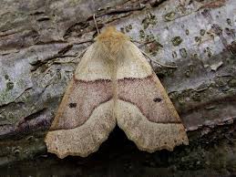 Attēlu rezultāti vaicājumam “Crocallis elinguaria larva”