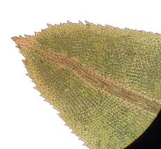 Attēlu rezultāti vaicājumam “Fissidens adianthoides”