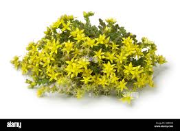Image result for Sedum acre