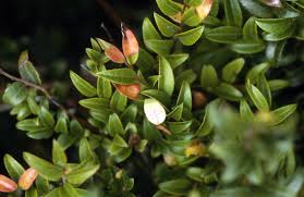 Attēlu rezultāti vaicājumam “Exobasidium vaccinii”