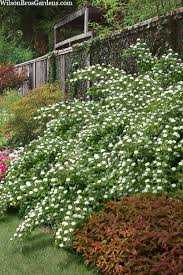 Attēlu rezultāti vaicājumam “Physocarpus opulifolius”