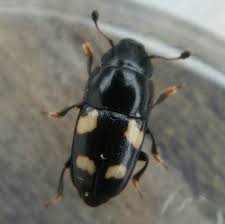 Attēlu rezultāti vaicājumam “Glischrochilus quadripunctatus imago”