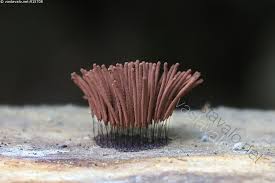 Attēlu rezultāti vaicājumam “Stemonitis lignicola”