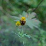 Attēlu rezultāti vaicājumam “Trifolium spadiceum flower”
