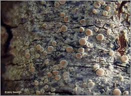 Attēlu rezultāti vaicājumam “Lecanora albella”