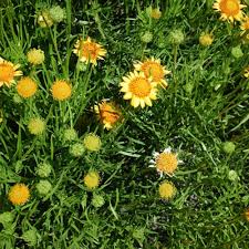 Attēlu rezultāti vaicājumam “Cribraria rubiginosa stalked”