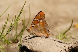 Attēlu rezultāti vaicājumam “Apatura ilia female”