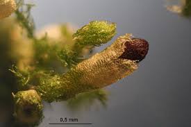 Attēlu rezultāti vaicājumam “Blepharostoma trichophyllum”