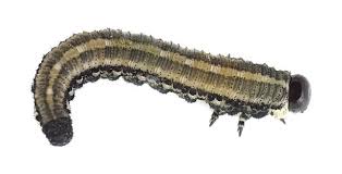 Attēlu rezultāti vaicājumam “Neodiprion sertifer larva”