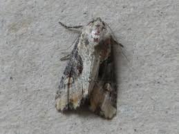 Attēlu rezultāti vaicājumam “Apamea ophiogramma”