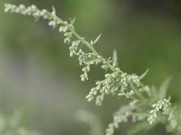 Attēlu rezultāti vaicājumam “Artemisia vulgaris leaf”