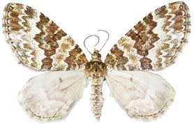 Attēlu rezultāti vaicājumam “Electrophaes corylata”