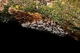 Attēlu rezultāti vaicājumam “Badhamia utricularis stalked”