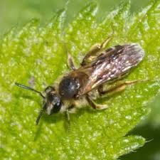 Attēlu rezultāti vaicājumam “Andrena”