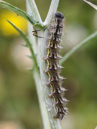 Attēlu rezultāti vaicājumam “Vanessa cardui upperside”