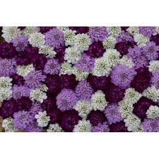 Image result for Iberis umbellata