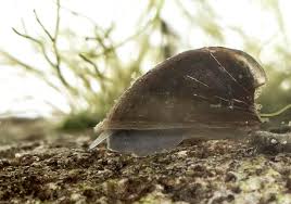 Attēlu rezultāti vaicājumam “Ancylus fluviatilis”