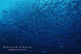 Image result for Katsuwonus pelamis