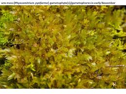 Attēlu rezultāti vaicājumam “Tortula truncata sporophyte”