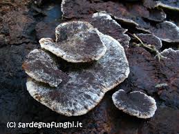 Attēlu rezultāti vaicājumam “Gloeophyllum trabeum”