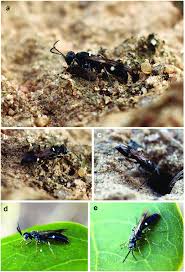Attēlu rezultāti vaicājumam “Javesella pellucida female”