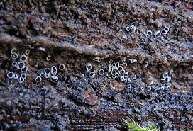 Attēlu rezultāti vaicājumam “Lachnella alboviolascens”