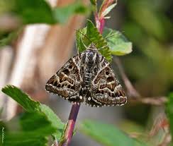 Attēlu rezultāti vaicājumam “Callistege mi”