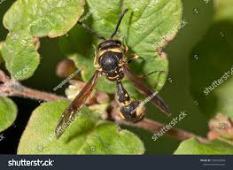 Attēlu rezultāti vaicājumam “Eumenes sp.”