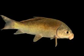 Image result for Ictiobus niger