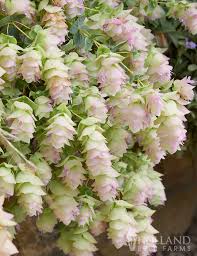 Image result for Oregano