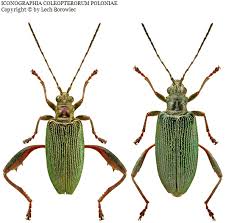 Attēlu rezultāti vaicājumam “Donacia clavipes”