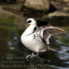 Attēlu rezultāti vaicājumam “Mergus albellus”