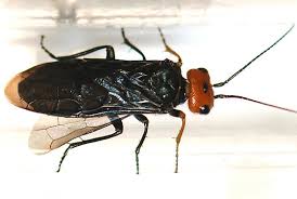 Attēlu rezultāti vaicājumam “Acantholyda erythrocephala”