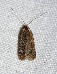 Attēlu rezultāti vaicājumam “Agonopterix hypericella imago”