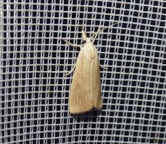 Attēlu rezultāti vaicājumam “Calamotropha paludella”