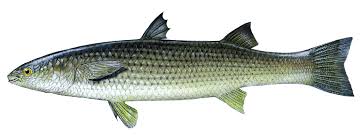 Image result for Mugil liza