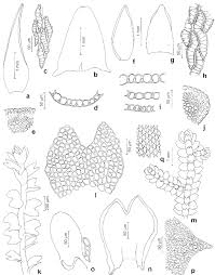 Attēlu rezultāti vaicājumam “Sphagnum subsecundum”