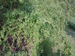 Attēlu rezultāti vaicājumam “Salix x sepulcralis”