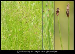 Attēlu rezultāti vaicājumam “Eleocharis uniglumis leaf”