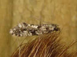 Attēlu rezultāti vaicājumam “Nemapogon cloacella”