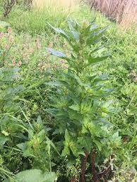 Attēlu rezultāti vaicājumam “Chenopodium rubrum leaf”