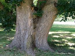 Attēlu rezultāti vaicājumam “Phellodendron amurense bud”