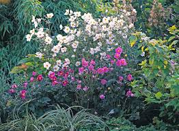 Image result for Anemonenarten